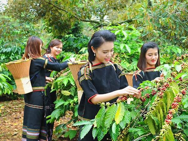 сбор кофейного урожая в октябре